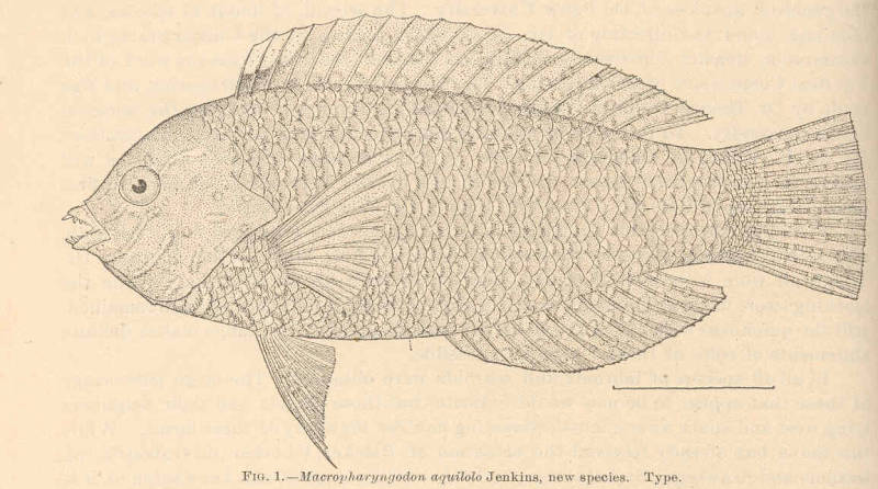 Macropharyngodon geoffroy (Quoy & Gaimard, 1824)